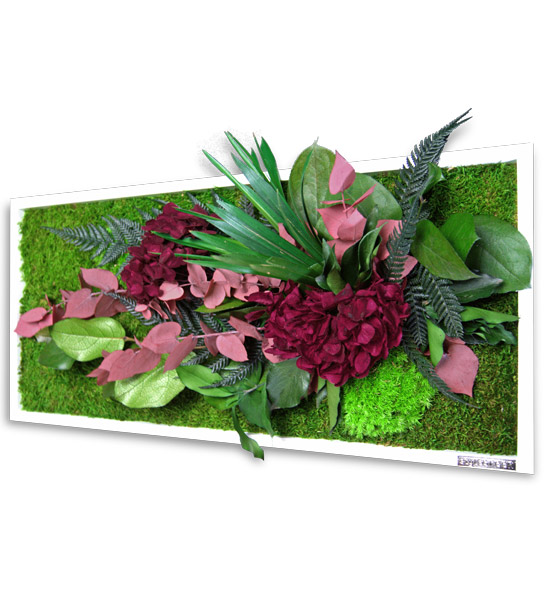 Pflanzenbild mit Hortensien Greenbop 