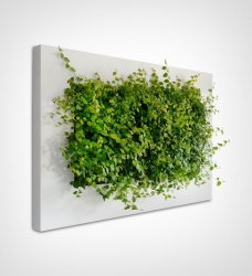 Pflanzenbilder | Greenbop