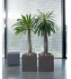 Pflanzgefäß Beton im Büro mit Palmen